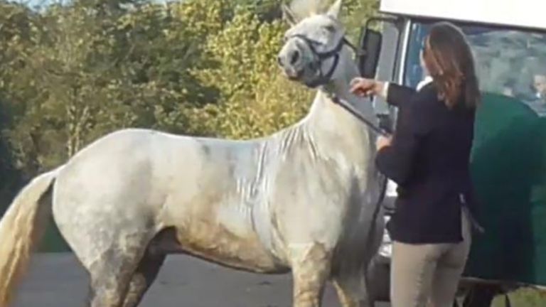 Moulds is being prosecuted by the RSPCA for cruelty against the grey pony, named Bruce Almighty