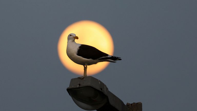 A seagull stands on a lamp post during the super blue moon in Cape Town, South Africa