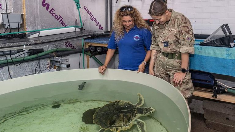 Photographed here is Tally & Tonni the rare sea turtles that have washed up on Anglesey. They are currently being looked after at the Sea Zoo but are hoping for RAF transport home soon. Pic: RAF Valley