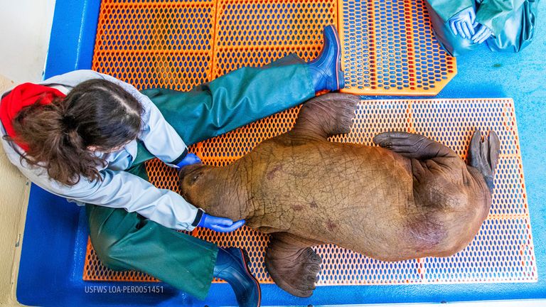 Walrus calf being cradled. Pic: AP