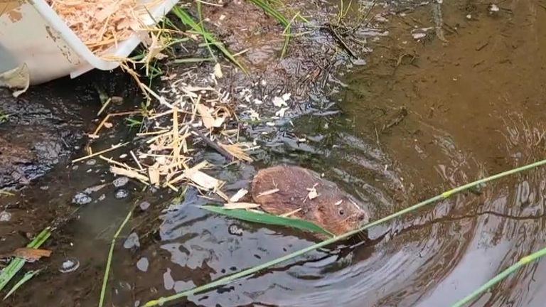 Water voles reintroduced to the Lake District
