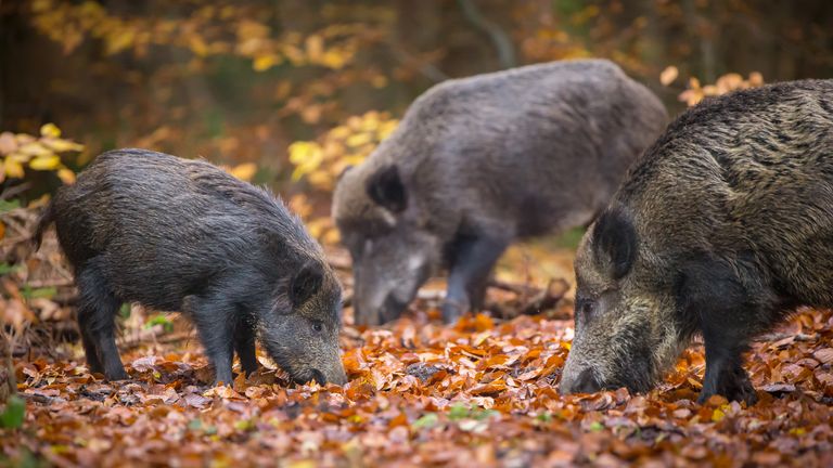 Fallout from nuclear weapons testing explains the 'wild boar