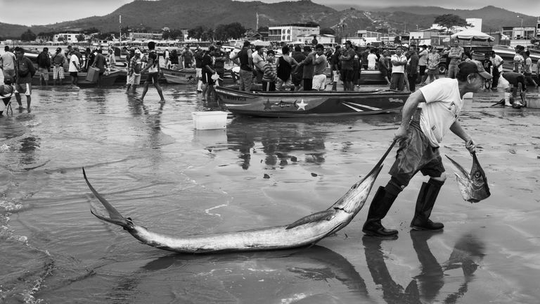 Foto: Jef Pattyn/Fotografi i Vitit të Jetës së Egër