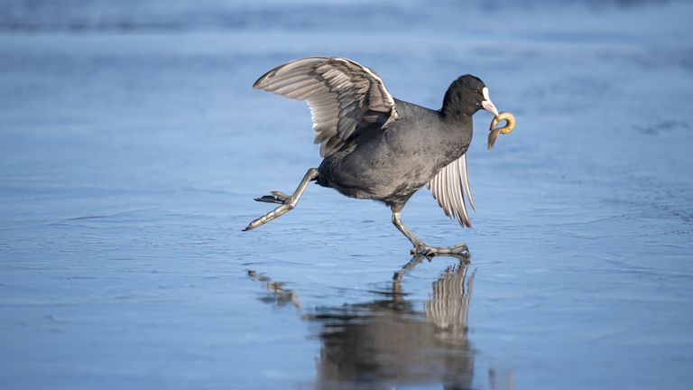 Foto: Zhai Zeyu/Fotografi i Vitit të Jetës së Egër