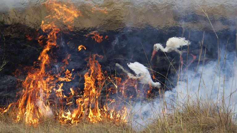 Foto: Elza Friedlander Fotografja e Vitit për jetën e egër