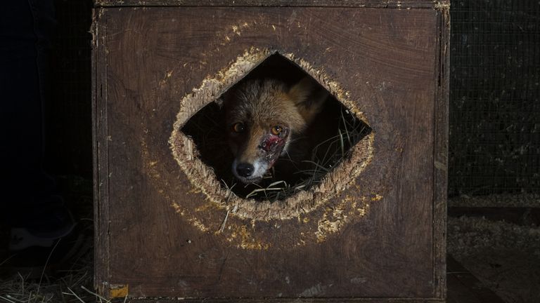 Foto: Neil Aldridge/Fotografi i Vitit të Jetës së Egër