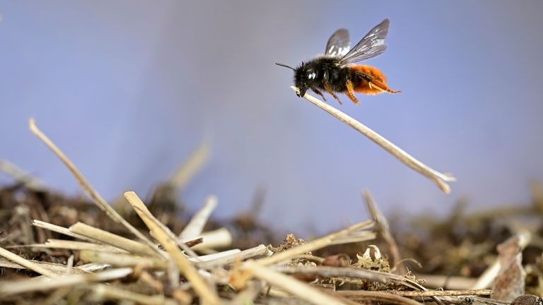 Foto: Solvin Zankl/Fotografi i Vitit të Jetës së Egër