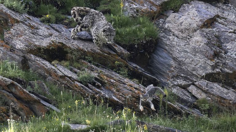 Foto: Donglin Zhou/Fotografi i Vitit të Jetës së Egër