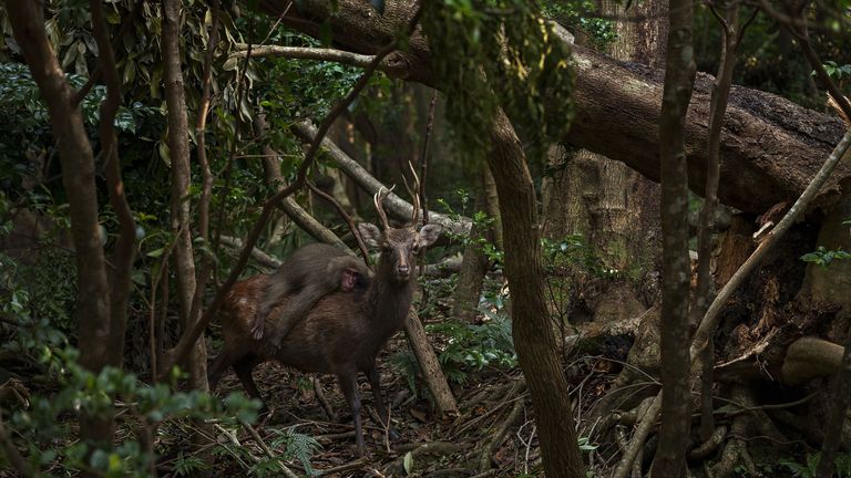 Foto: Atsuyuki Ohshima/Fotografi i Vitit të Jetës së Egër