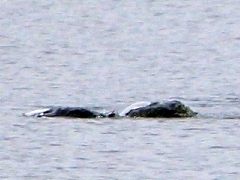 A holidaymaker claims she may have taken a photograph of the legendary Loch  Ness Monster