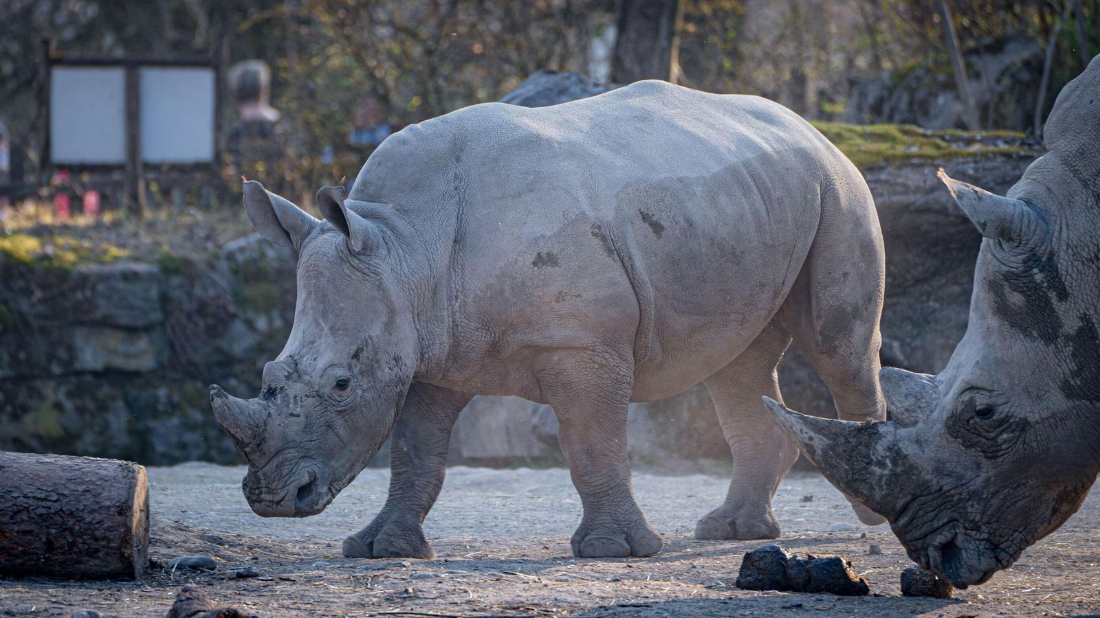 Rhino уби пазач в зоопарка и рани сериозно друг в Австрия