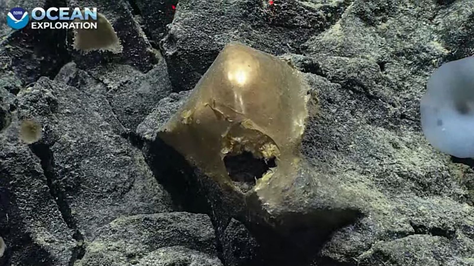 „Блестящо златно петно“, открито на морското дъно, озадачава учените