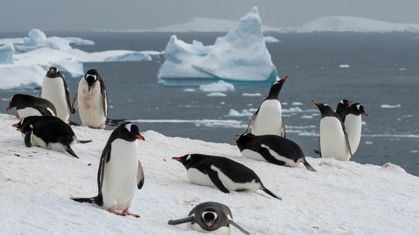 Антарктическият зимен морски лед достига „изключително ниско“ ниво – смазващ рекорд, поставен през 1986 г.
