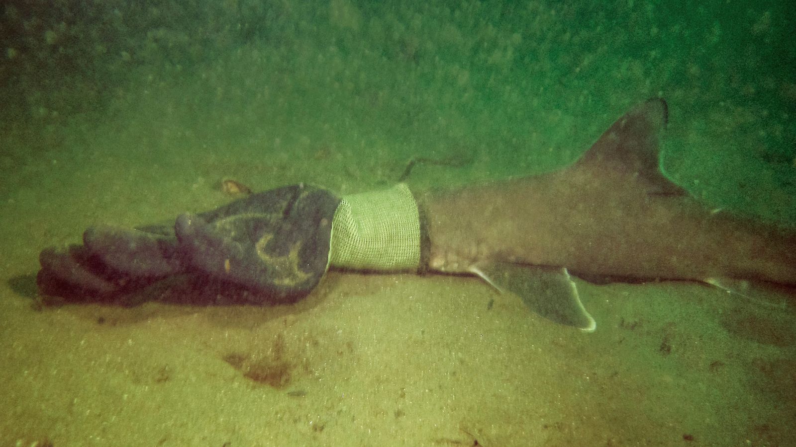 Бебе акула, уловено в ръкавица, спасено от двойка на гмуркане в Роуд Айлънд