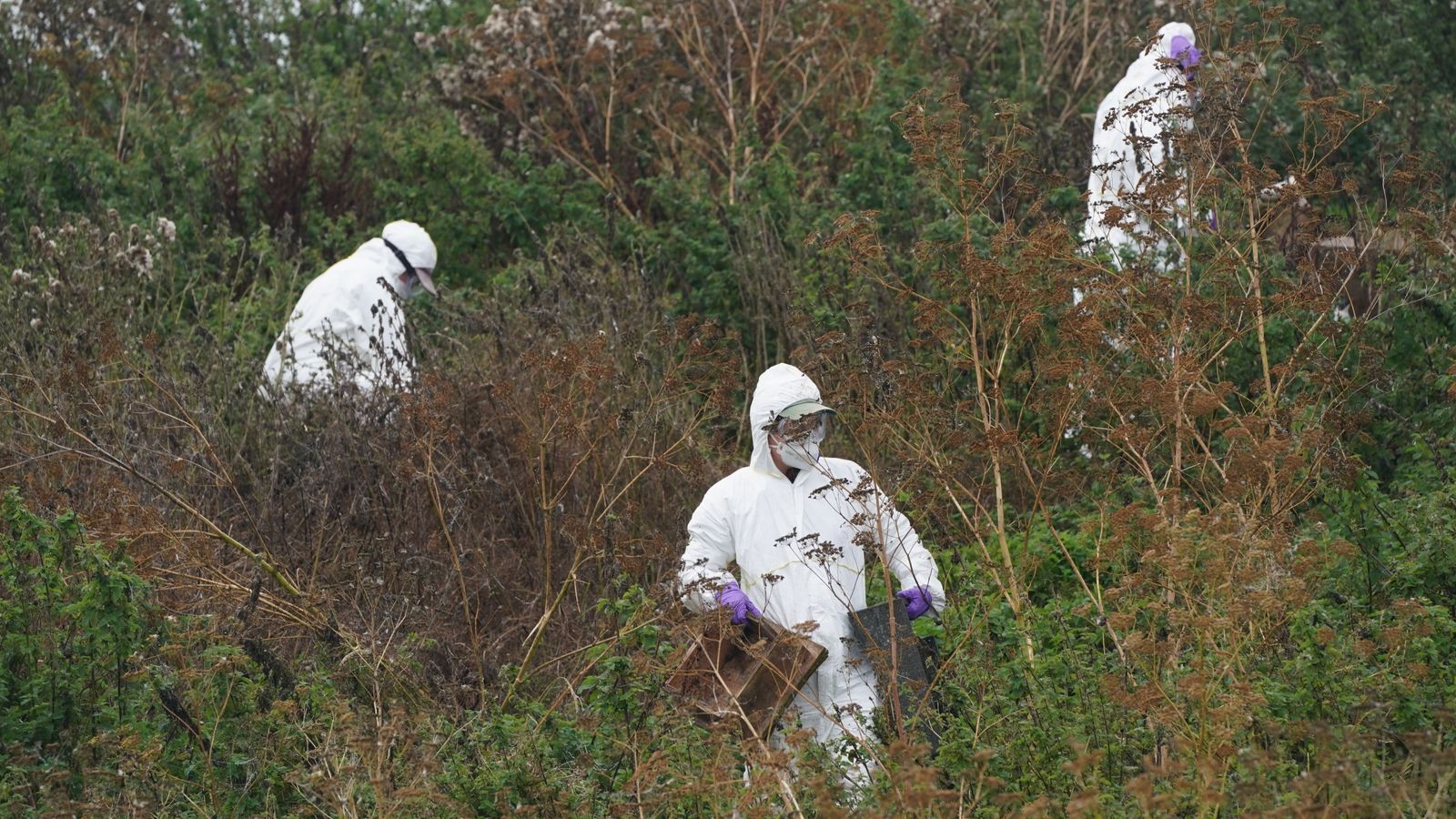 Bird flu outbreak poses significant threat to precious UK seabird