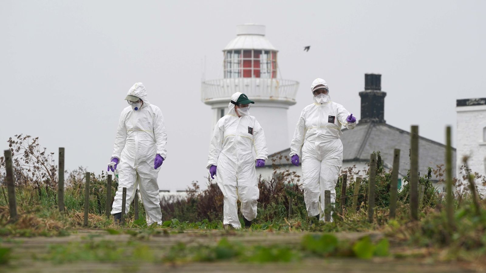 Избухването на птичи грип представлява „значителна заплаха“ за ценните колонии от морски птици в Обединеното кралство