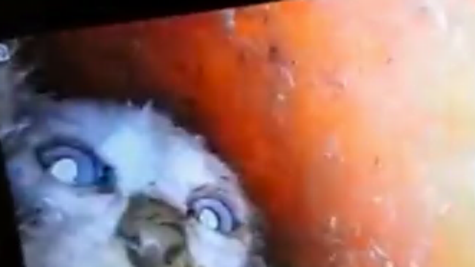 italy-fire-brigade-frees-cat-trapped-in-drainpipe-after-five-hour