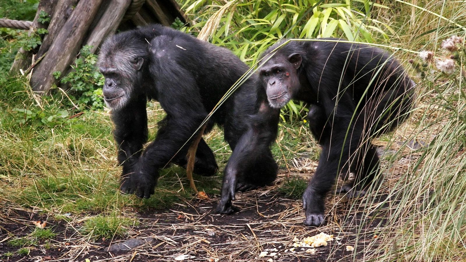 Човешките рамене и лакти са еволюирали като спирачки за маймуни, катерещи се по дърветата, казва ново проучване