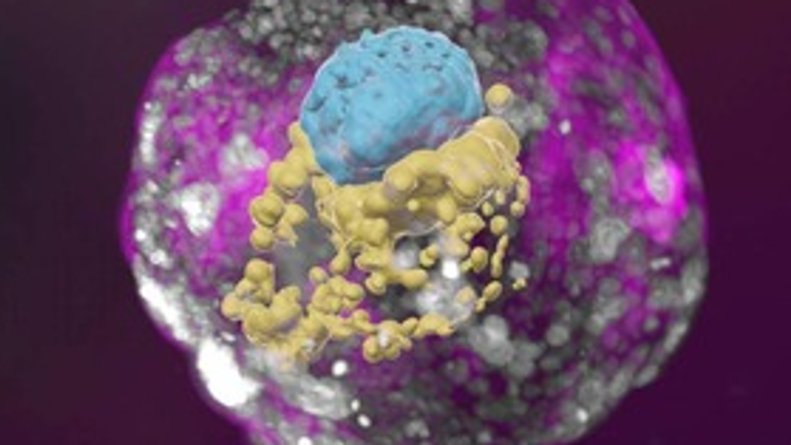 Изследователите предприемат голяма стъпка към създаването на синтетични ембриоподобни структури, които имитират истински човешки ембриони