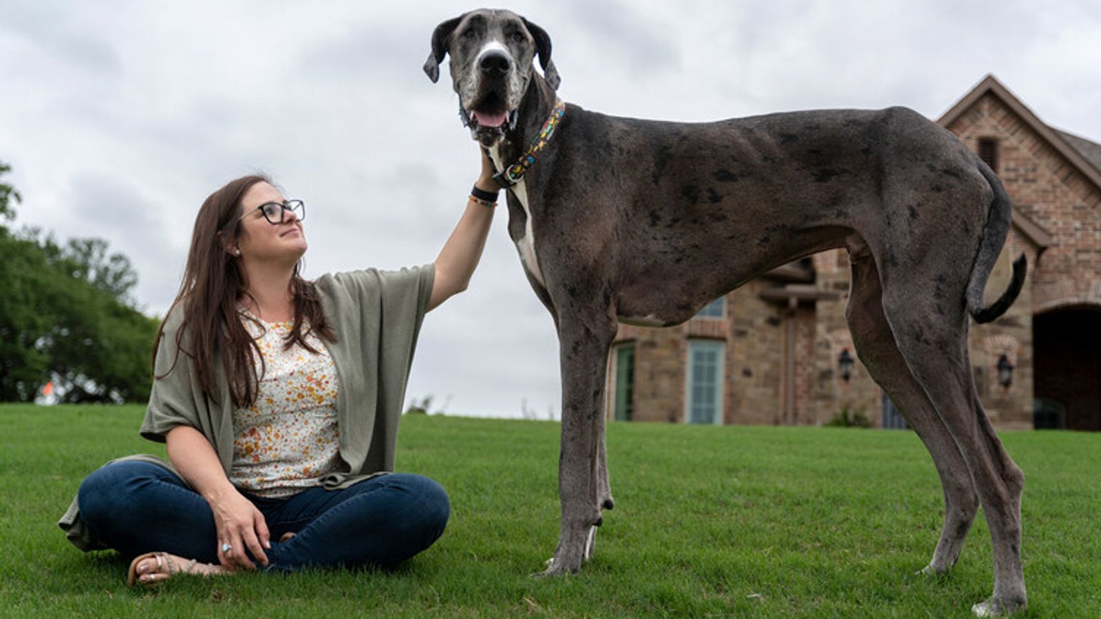 Zeus, the world's tallest male dog, has died from complications following treatment