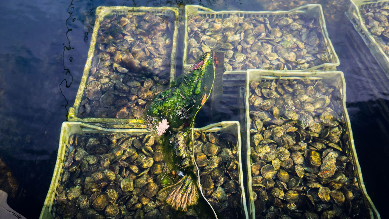 Virus responsible for deaths of billions of oysters detected in two UK rivers