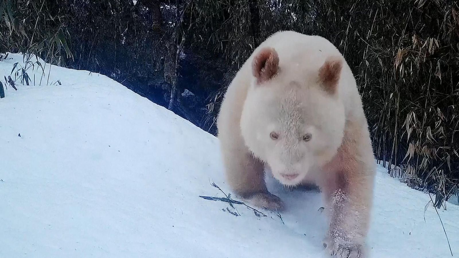 China: Rare all-white panda identified as male | World News | Sky News