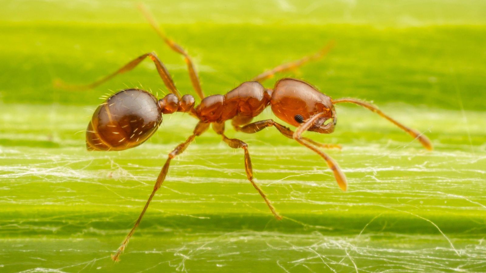 Червени огнени мравки: Те имат болезнено жило и може да се насочат към Обединеното кралство благодарение на глобалното затопляне