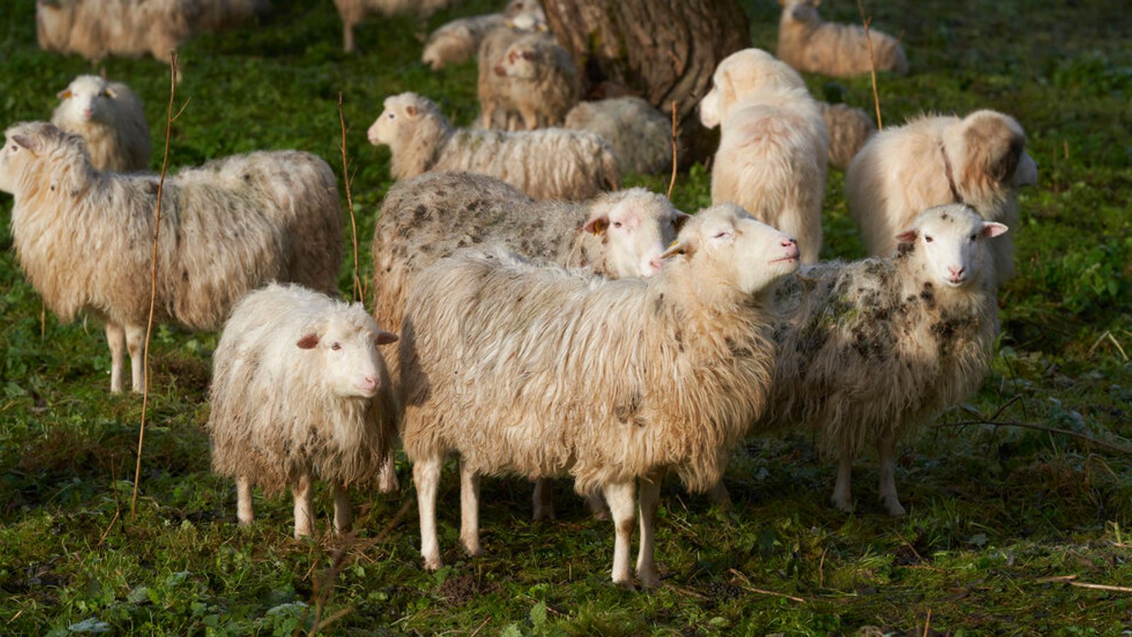 Стадо овце изяде 100 кг канабис в Гърция след наводненията от бурята Даниел