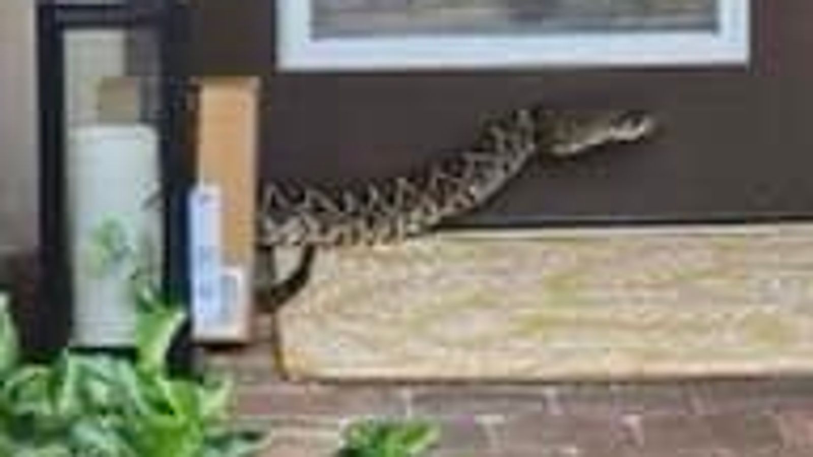 Amazon driver in serious condition after 'highly venomous' snake attack in Palm City