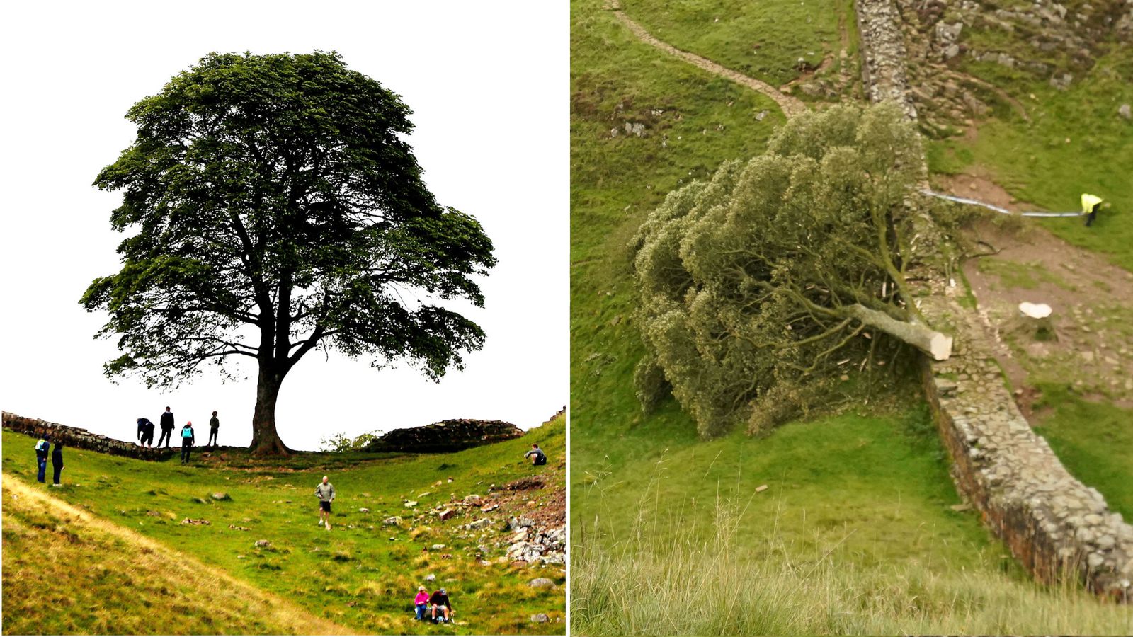 Sycamore Gap: Boy, 16, arrested Iconic tree at Hadrian's Wall 'deliberately felled'