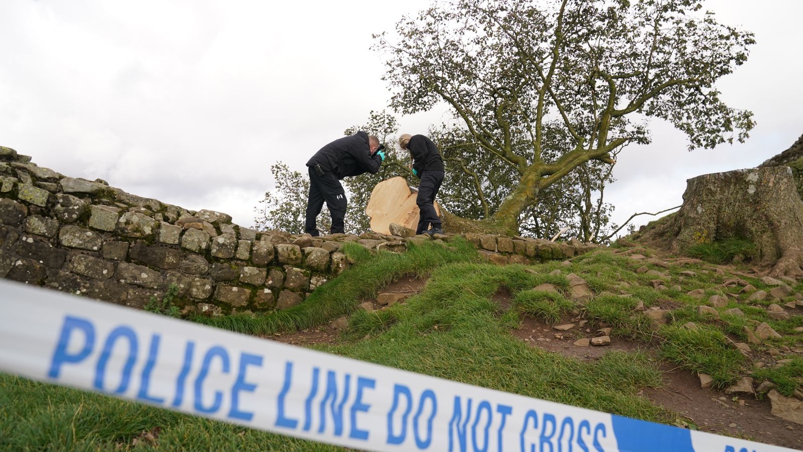 Sycamore Gap tree: Second person arrested in connection with felling of iconic landmark