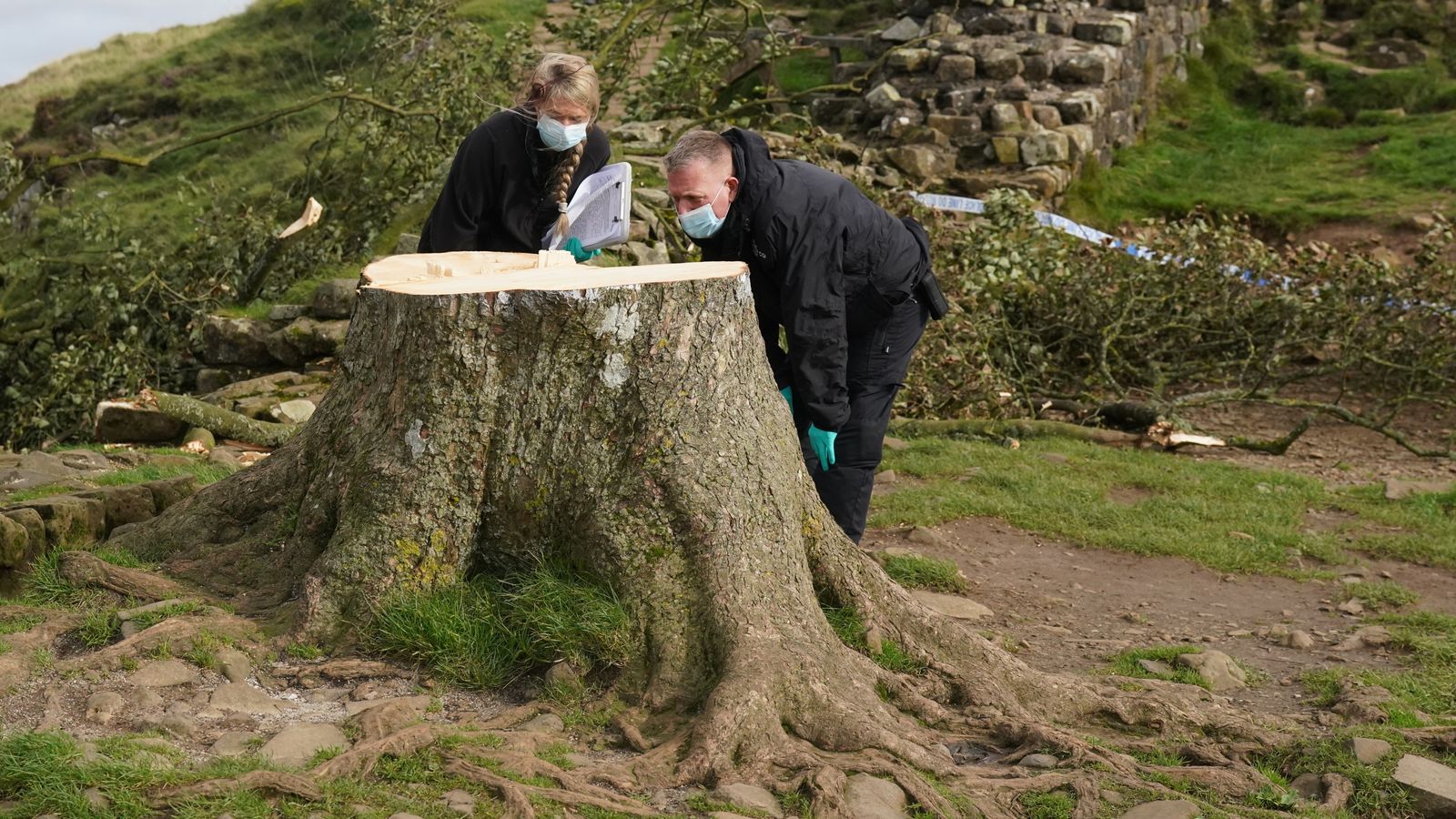 Hadrian s Wall Was Damaged When Sycamore Gap Tree Felled UK News Hadrian s Wall Was Damaged When Sycamore Gap Tree Felled UK News