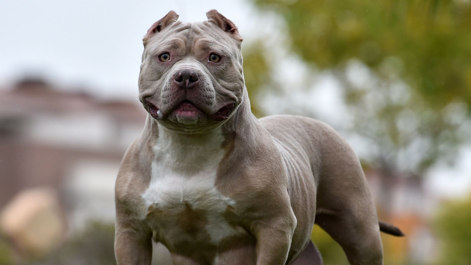 American XL bully dogs to be banned after attacks, Rishi Sunak says