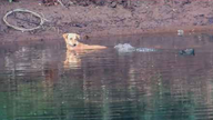 Dog pushed to safety by crocodiles in Savitri River in India. Pic: Utkarsha Chavan, Journal of Threatened Taxa