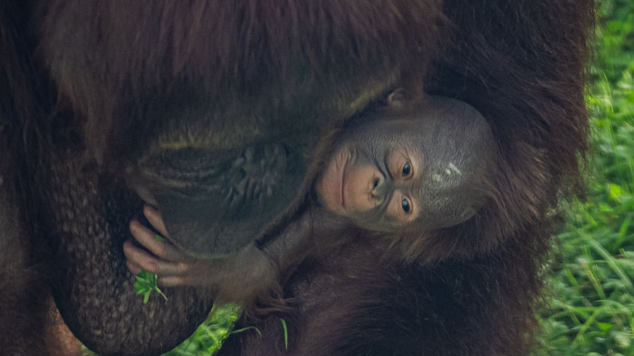 Critically endangered Borneo orangutan born at Chester Zoo a 'positive  step' in protecting the species, UK News