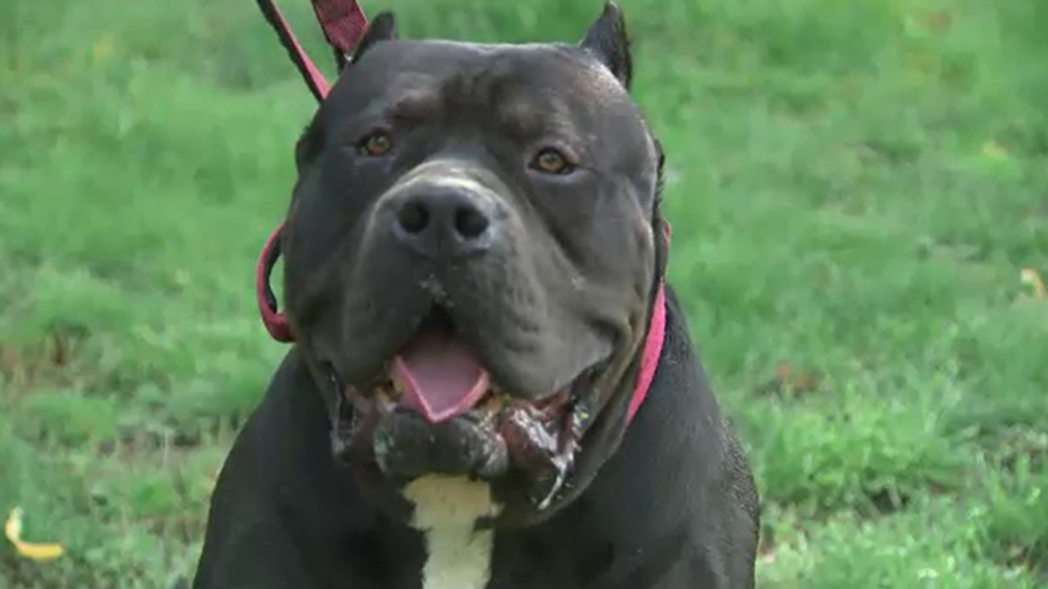 black bully pitbulls