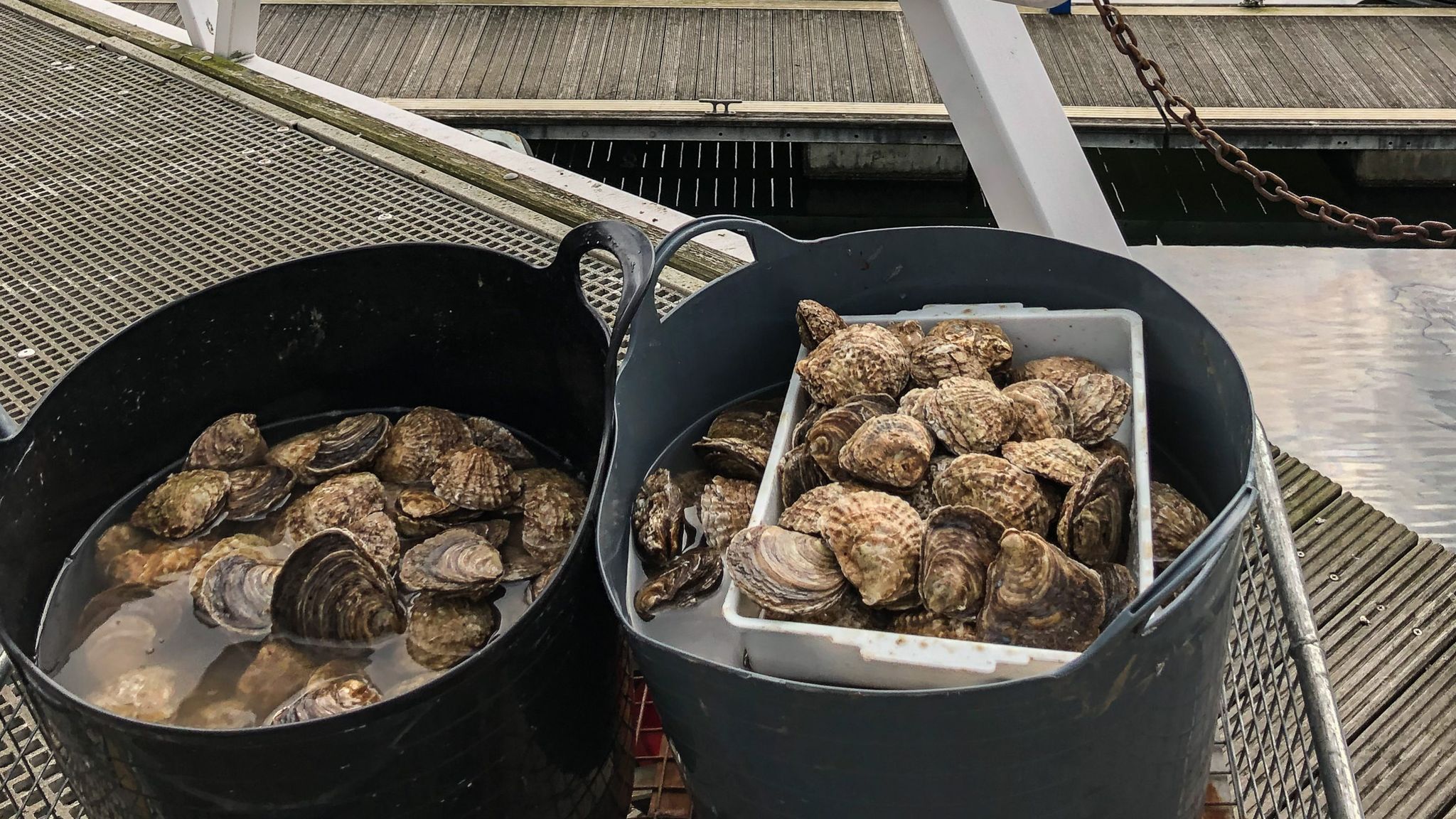 Virus responsible for deaths of billions of oysters detected in two UK