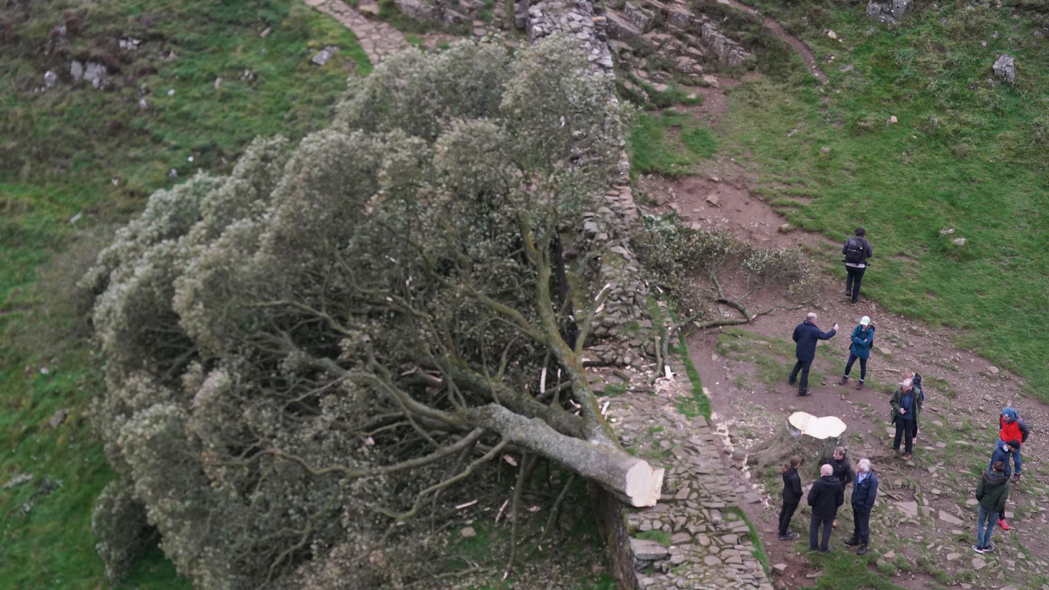 Hadrian's Wall was damaged when Sycamore Gap tree felled UK News