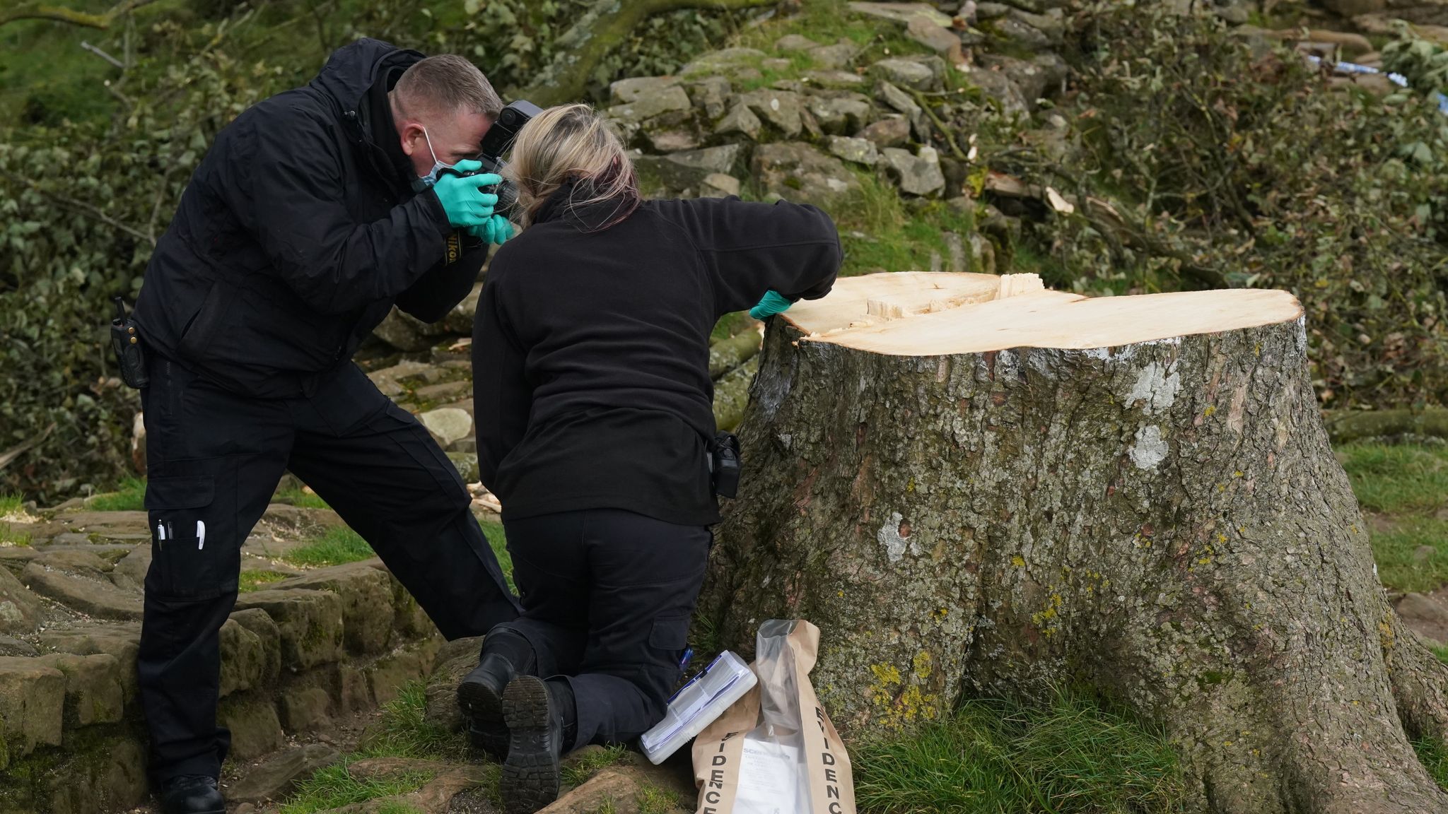 Sycamore Gap Tree: Second Person Arrested In Connection With Felling Of ...