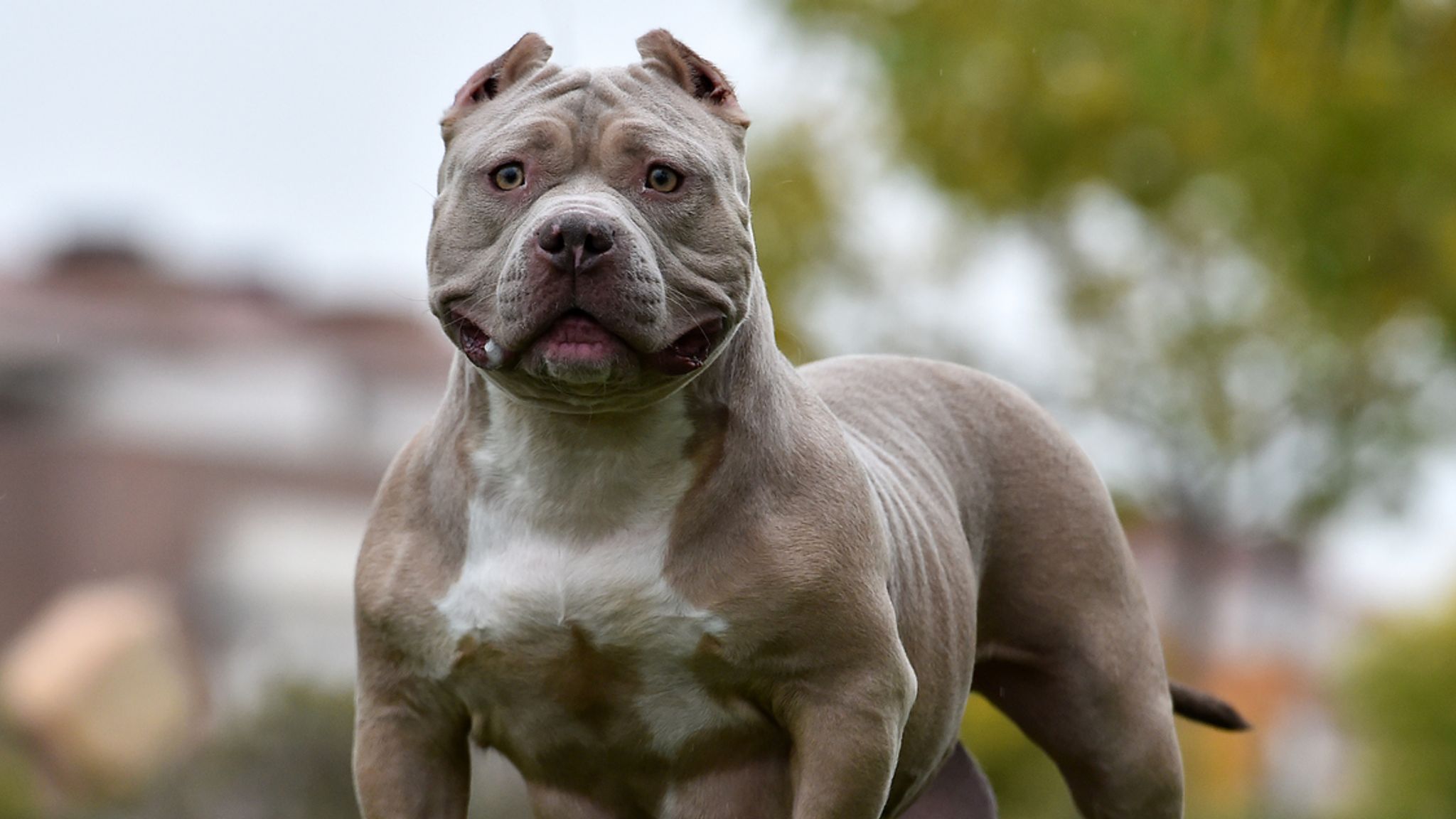 Dog Mom Demonstrates Difference Between Her Staffy and American Bully in  Funny Video