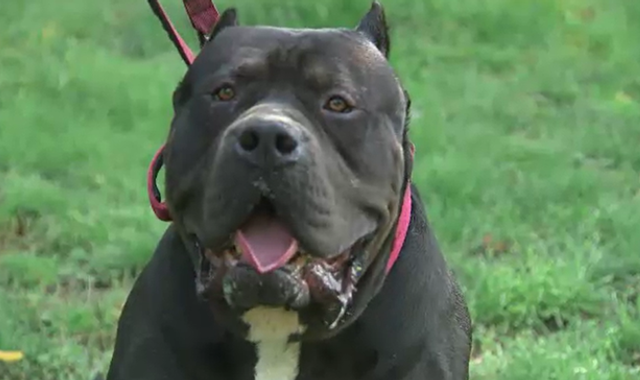 XL bully dogs: Why adding the controversial breed to the Dangerous Dogs Act may not work