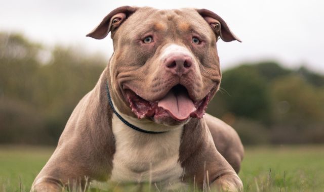 Pair arrested after woman and her dogs seriously injured in suspected XL bully attack - Vimarsana News