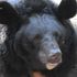 Traumatised bear from Ukraine set for new home in Scotland