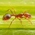 Red fire ants: They have a painful sting and could be heading to the UK thanks to global warming