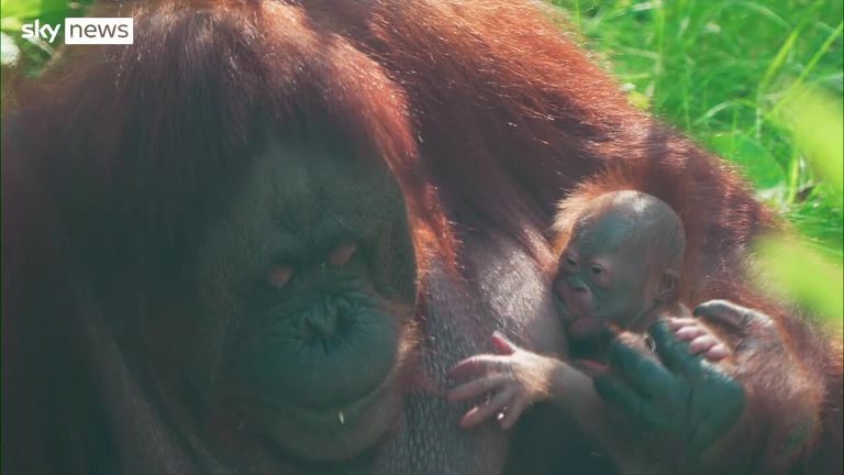 The newborn orangutan