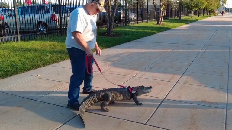 An "emotional support" alligator has been denied entry into a baseball stadium, according to its owner.