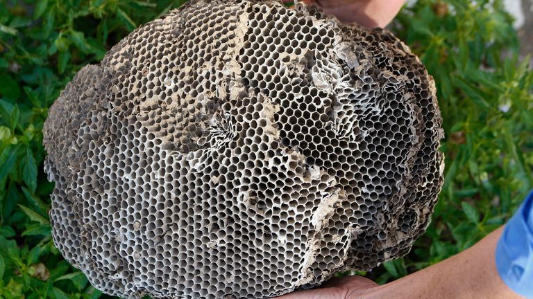 A beekeeper holds a nest of the Asian hornet, Latin name "Vespa Velutina", in Fargues Saint Hilaire, south western France, December 1, 2009. Beekeepers in the south west of France are calling for authorities to officially recognise the species as a pest as it destroys hives and decimates the bee swarms. REUTERS/Regis Duvignau (FRANCE ANIMALS DISASTER ENVIRONMENT)
