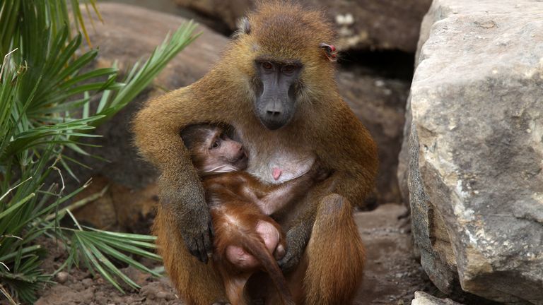 Koura with her baby Guinea baboon (as yet unnamed) at Yorkshire Wildlife Park, after being re-housed from Edinburgh Zoo after they fell out with the rest of the troop.
