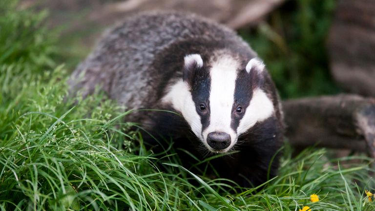 Badger. File pic