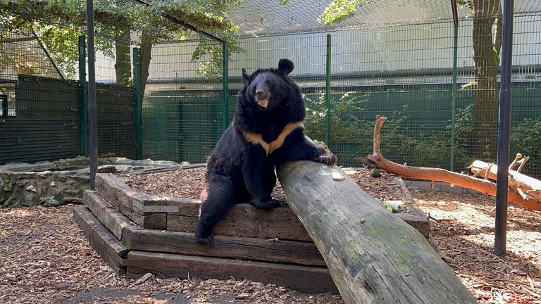 Yampil has been temporarily cared for in Belgium. Pic: Five Sisters Zoo